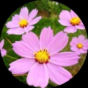 Meet your Posher, Edward